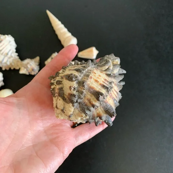 Assorted shells from San Felipe - Picture 2 of 10